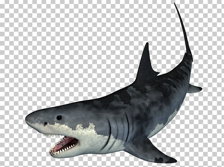 Tiger Shark PNG, Clipart, 3d Computer Graphics, Animals, Carcharhiniformes, Cartilaginous Fish, Cartoon Shark Free PNG Download