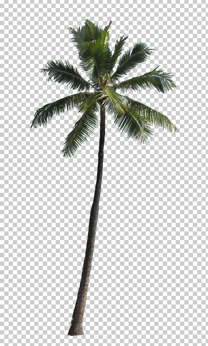 Arecaceae Computer File PNG, Clipart, Arecaceae, Arecales, Baby, Beautiful, Borassus Flabellifer Free PNG Download