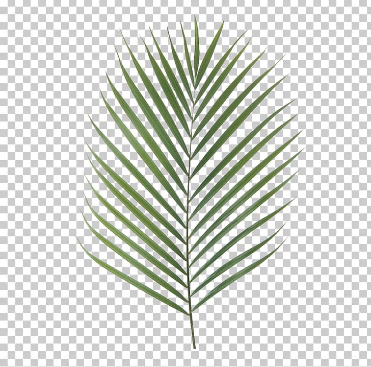 Canary Island Date Palm Palm Branch Artificial Flower Leaf Chamaerops PNG, Clipart, Arecaceae, Areca Palm, Artificial Flower, Canary Island Date Palm, Chamaerops Free PNG Download