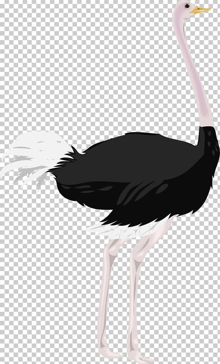 Common Ostrich Computer Icons PNG, Clipart, Animals, Beak, Bird, Black And White, Ciconiiformes Free PNG Download