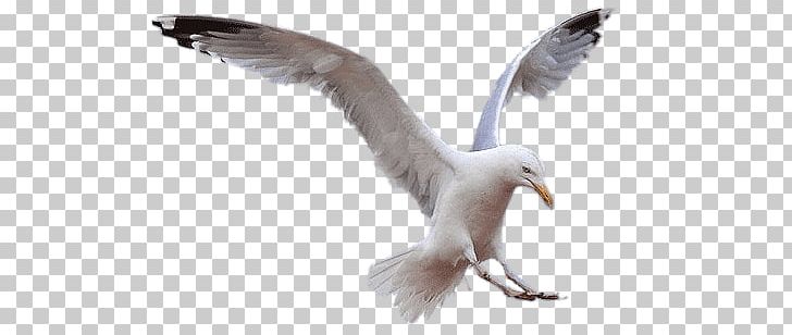 Seagull Landing PNG, Clipart, Animals, Birds, Seagulls Free PNG Download