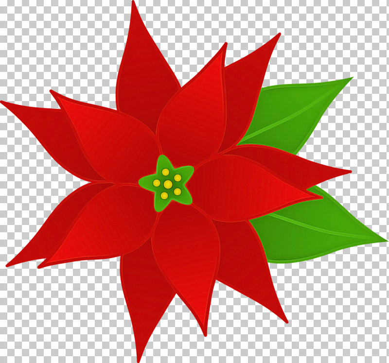 Red Poinsettia Flower Plant Leaf PNG, Clipart, Flower, Leaf, Petal, Plant, Poinsettia Free PNG Download