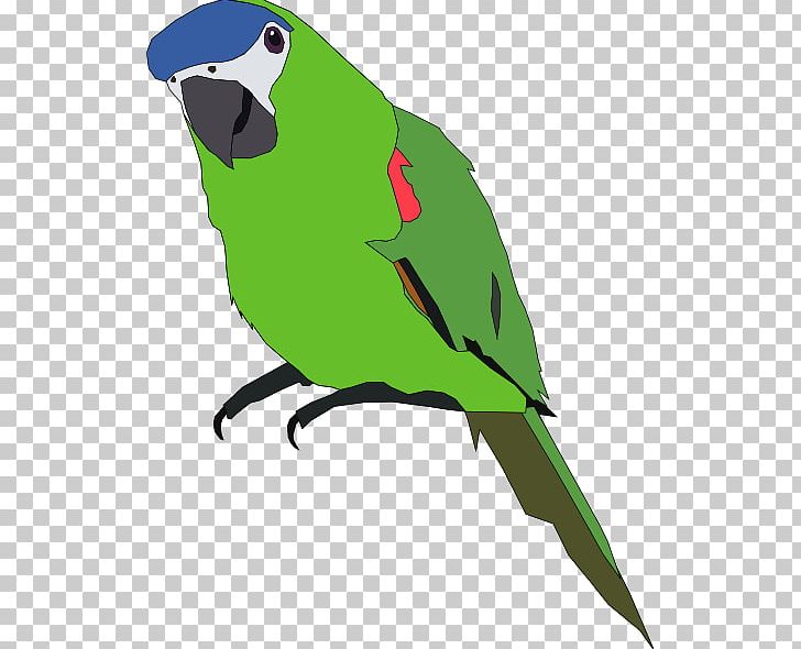 Amazon Parrot Bird Budgerigar PNG, Clipart, Amazon Parrot, Beak, Bird, Blueandyellow Macaw, Budgerigar Free PNG Download