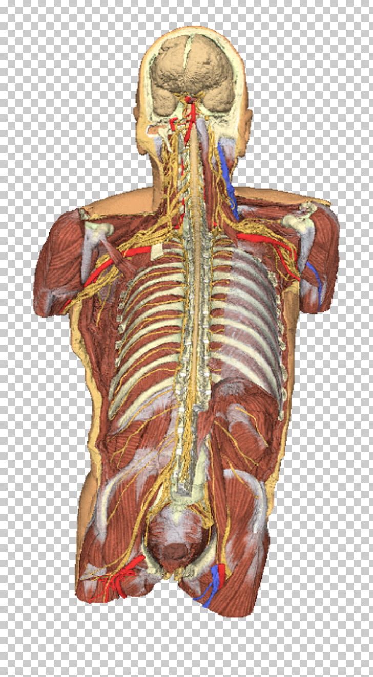 Torso Anatomy Diagram / Muscles Of The Neck And Torso ...