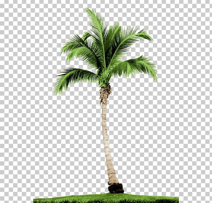 Arecaceae Tree Stock Photography Date Palms PNG, Clipart, Arecaceae, Arecales, Attalea Speciosa, Borassus Flabellifer, Coconut Free PNG Download