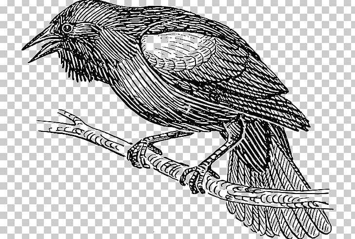 Bird Graphics Drawing Line Art PNG, Clipart, Art, Beak, Bird, Bird Flight, Bird Of Prey Free PNG Download