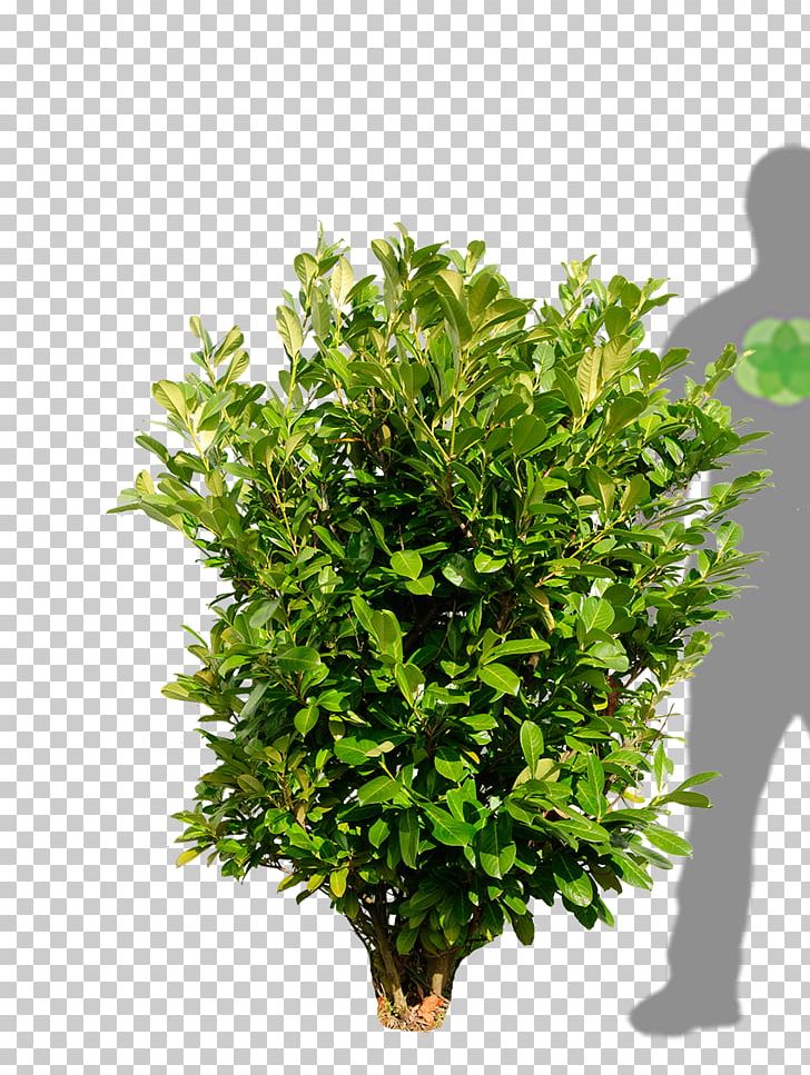 Cherry Laurel Shrub Plant Bay Laurel Evergreen PNG, Clipart, Arborvitae, Bay Laurel, Box, Cherry Laurel, Evergreen Free PNG Download