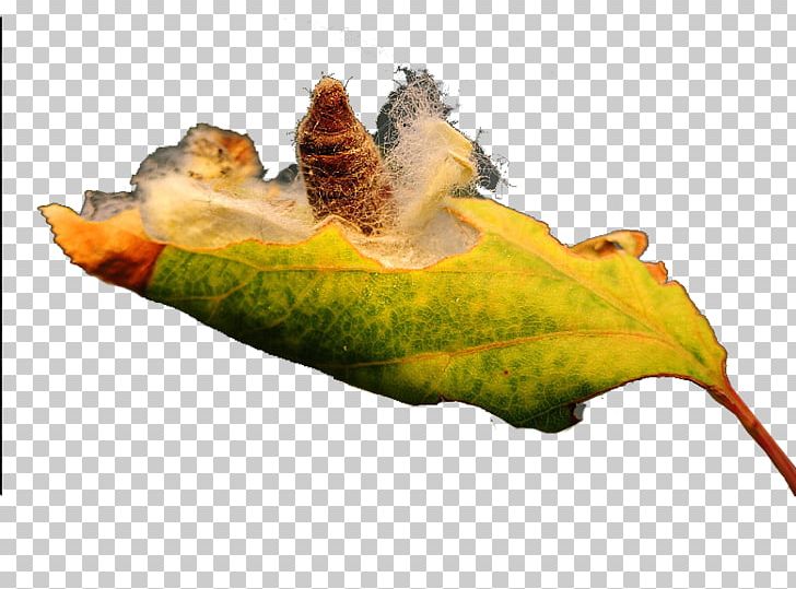 Insect Leaf PNG, Clipart, Animals, Aquacarotene Ltd, Autumn Leaf, Cocoon, Download Free PNG Download