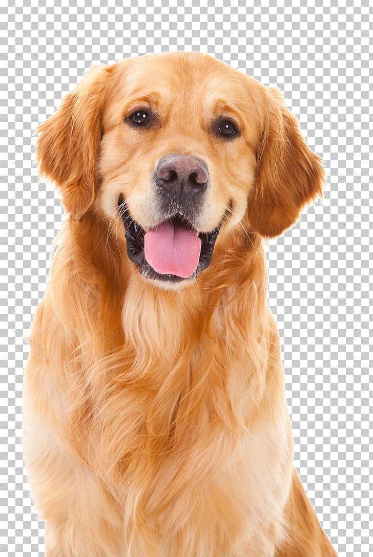 Puppy Pet Golden Retriever Dog Training Collar PNG, Clipart, 18 Th, Animals, Carnivoran, Collar, Companion Dog Free PNG Download