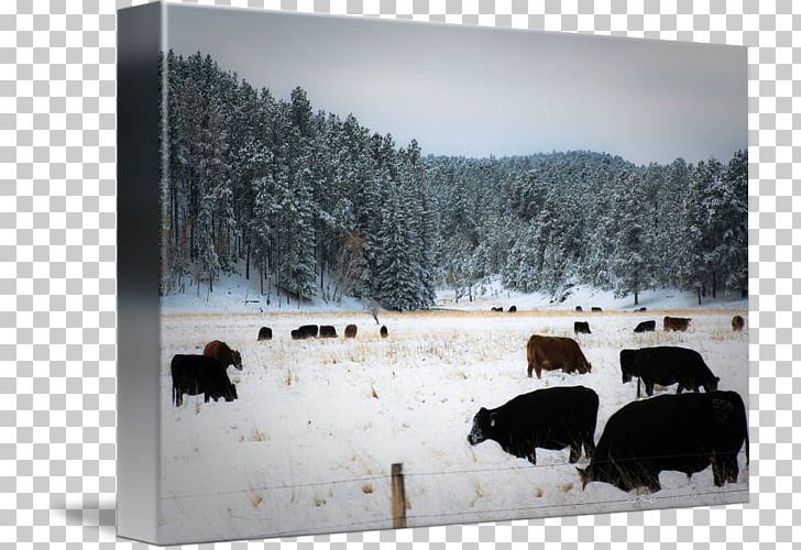Cattle Snow Winter Tree Freezing PNG, Clipart, Cattle, Cattle Like Mammal, Dagens Nyheter, Freezing, Landscape Free PNG Download