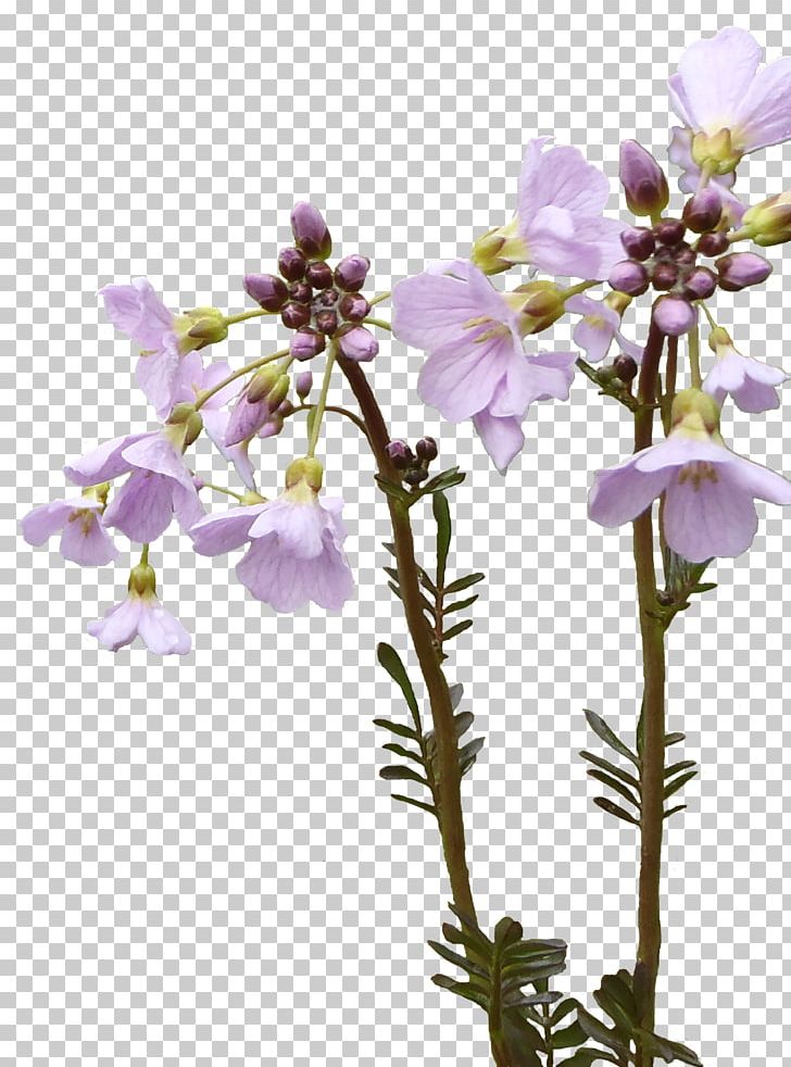 Lavender Violet Cut Flowers Plant Stem Twig PNG, Clipart, Branch, Cut Flowers, Flower, Flowering Plant, Herbaceous Plant Free PNG Download