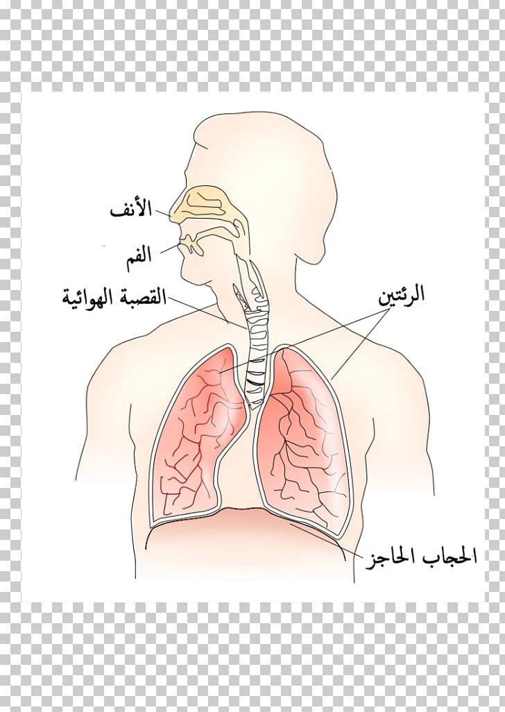 Nose Muscle Thoracic Diaphragm Respiratory System Aorta PNG, Clipart, Abdomen, Angle, Aorta, Arm, Cartoon Free PNG Download