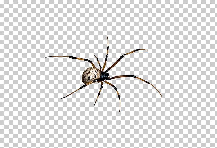 Spider Web PNG, Clipart, Apng, Arachnid, Arthropod, Belly, Black House Spider Free PNG Download