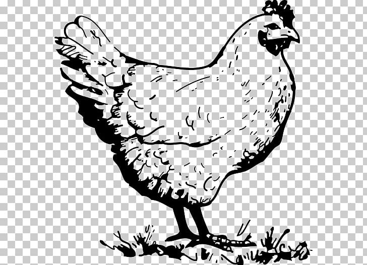 Chicken Hen PNG, Clipart, Animals, Art, Artwork, Beak, Bird Free PNG Download