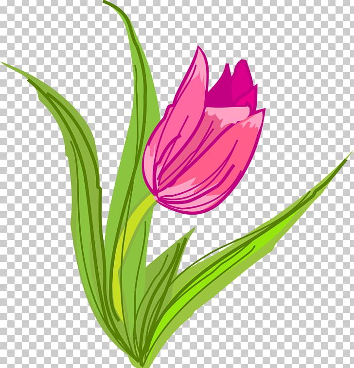Flowering Plant Cut Flowers Tulip PNG, Clipart, Cut Flowers, Flower, Flowering Plant, Flowers, Magenta Free PNG Download