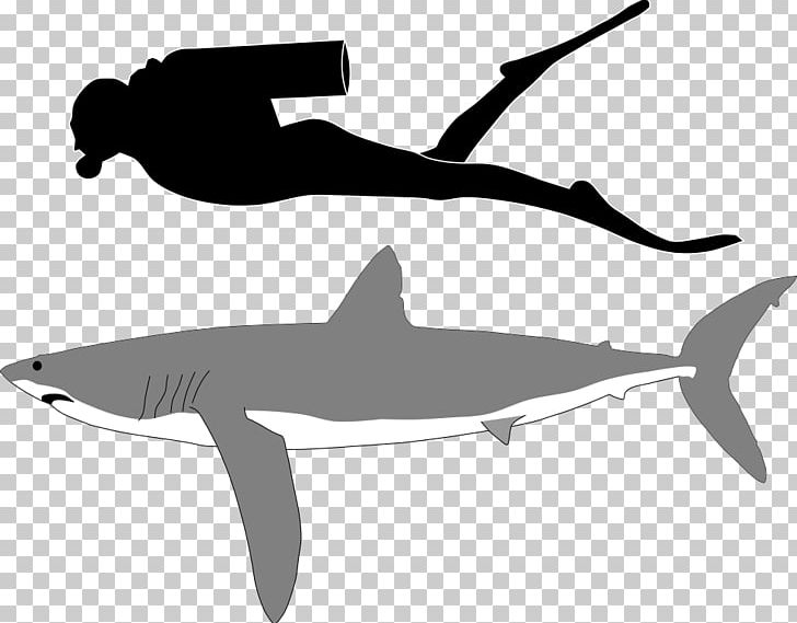Goblin Shark Tiger Shark Great White Shark PNG, Clipart, Animal, Animals, Black And White, Blue Shark, Cartilaginous Fish Free PNG Download