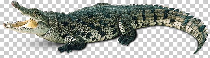Nile Crocodile Alligator PNG, Clipart, American Alligator, Amphibian, Animal Figure, Animals, Crocodile Free PNG Download