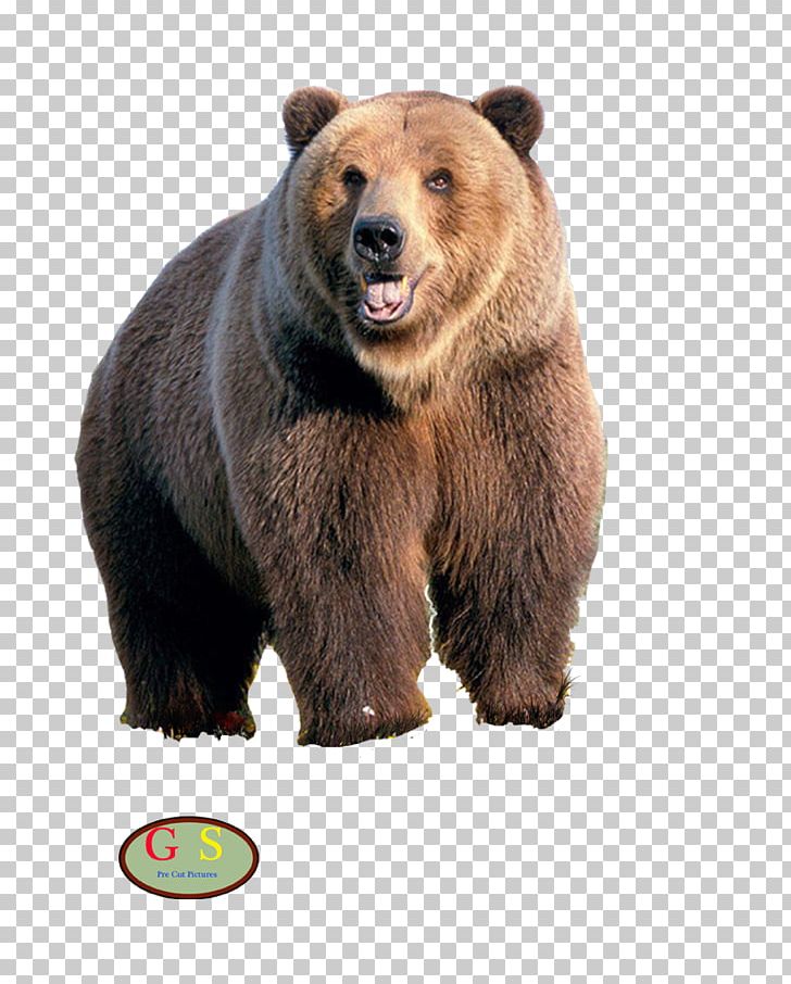 American Black Bear Desktop IPhone 7 Grizzly Bear PNG, Clipart, American Black Bear, Android, Animals, Bear, Beer Free PNG Download