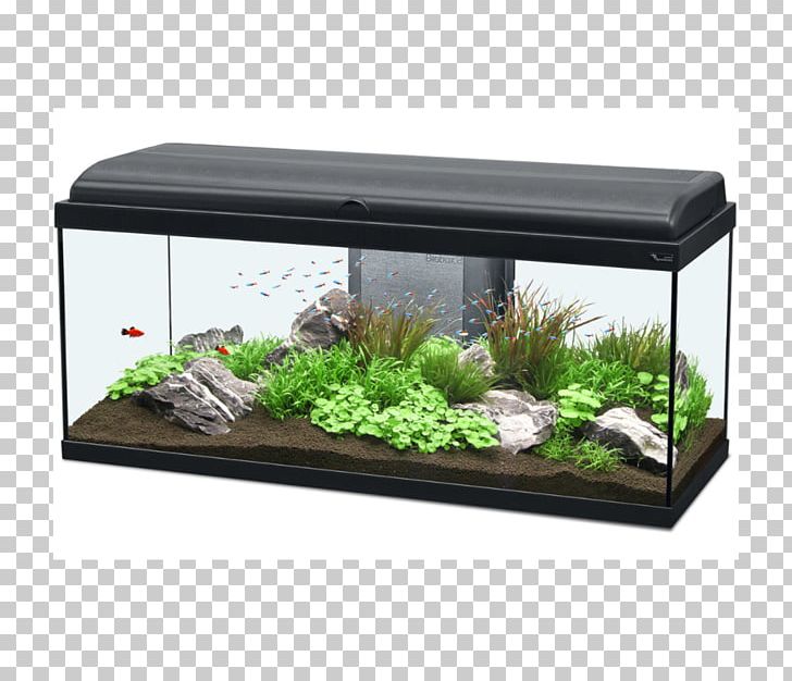 Goldfish Aquarium Fishkeeping Pet Shop PNG, Clipart, Aquarium, Aquatic Plants, Color, Filtration, Fish Free PNG Download