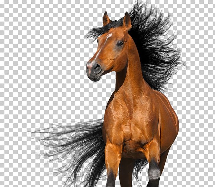 Arabian Horse Stallion White Bay Equestrian PNG, Clipart, Animal, Arabian Horse, Bay, Bit, Breed Free PNG Download