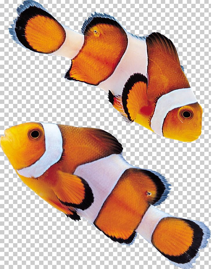 Fish PNG, Clipart, Animals, Beak, Computer Icons, Encapsulated Postscript, Fish Free PNG Download