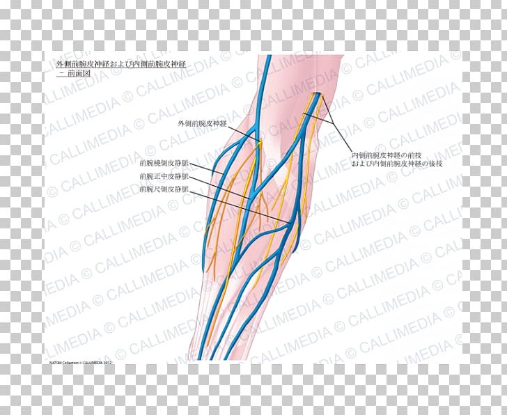Thumb Medial Cutaneous Nerve Of Forearm Basilic Vein PNG, Clipart, 3d