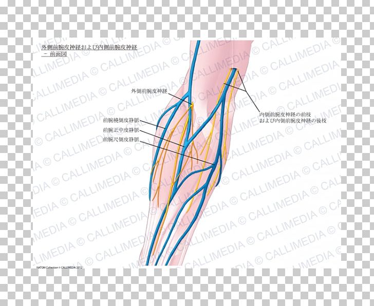 Thumb Medial Cutaneous Nerve Of Forearm Basilic Vein PNG, Clipart, 3d Box, Abdomen, Anatomy, Angle, Arm Free PNG Download