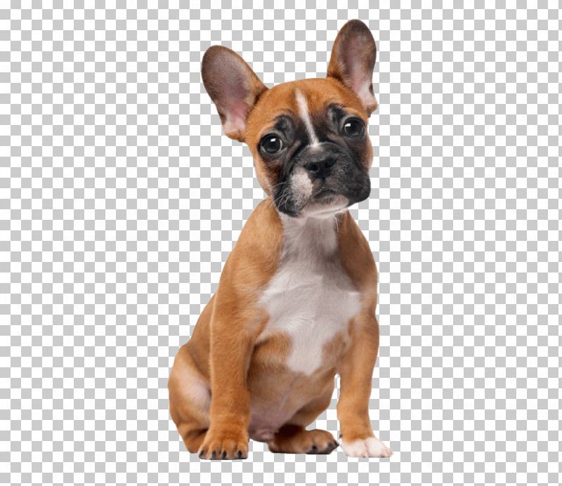 French Bulldog PNG, Clipart, Boston Terrier, Boxer, Bulldog, Companion Dog, Dog Free PNG Download