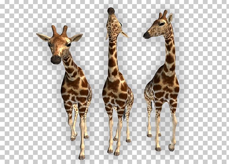 Northern Giraffe Animal PNG, Clipart, 3d Computer Graphics, Albom, Animal, Animals, Beetle Free PNG Download
