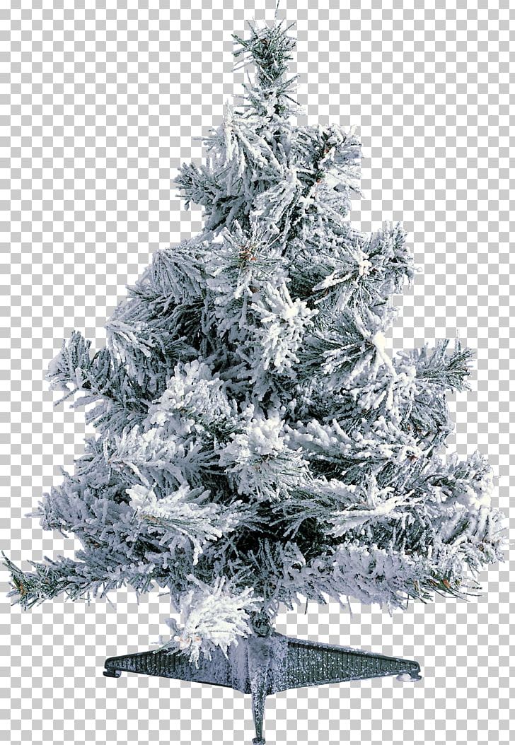 Tree PNG, Clipart, Albom, Branch, Christmas Decoration, Christmas Ornament, Christmas Tree Free PNG Download
