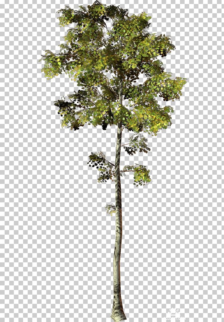 Trunk Plane Trees Plant Stem Houseplant PNG, Clipart, Branch, Evergreen, Garden, Houseplant, In The Garden Free PNG Download