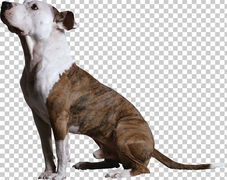Clicker Training For Obedience: Shaping Top Performance--positively Beyond Basic Dog Training Click Your Way To Rally Obedience Clicker Training For Dogs PNG, Clipart, American Pit Bull Terrier, Animals, Author, Carnivoran, Clicker Free PNG Download