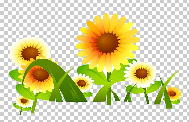 Common Sunflower Drawing PNG, Clipart, Annual Plant, Common Sunflower, Daisy, Daisy Family, Download Free PNG Download