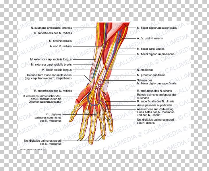 Finger Nerve Muscle Blood Vessel Forearm PNG, Clipart, Anastomosis, Area, Arm, Blood Vessel, Diagram Free PNG Download