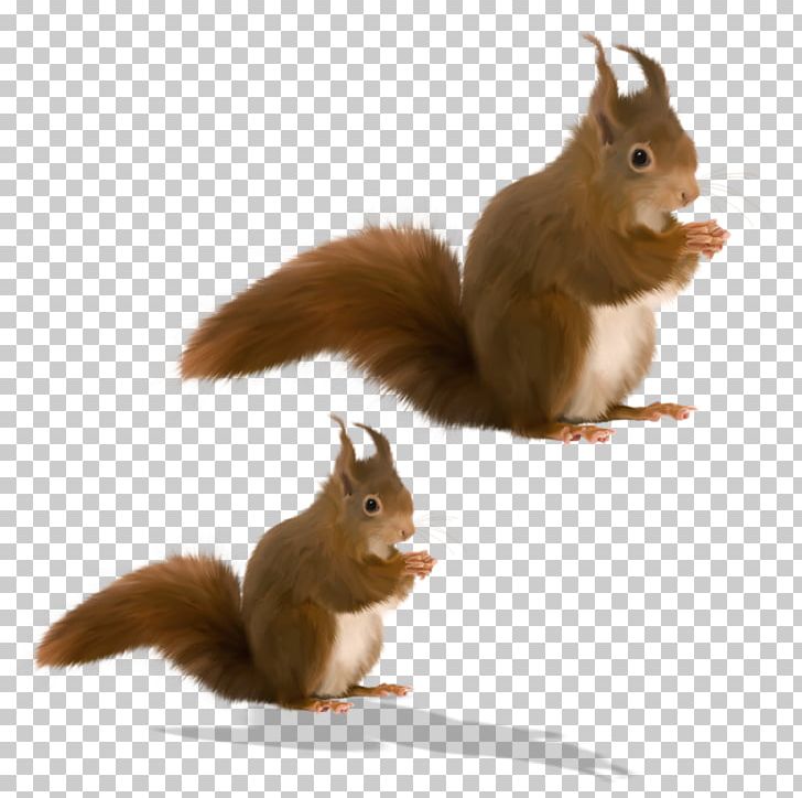 Tree Squirrel Hare Animation Rabbit PNG, Clipart, Animal, Animation, Blog, Cartoon, Chipmunk Free PNG Download