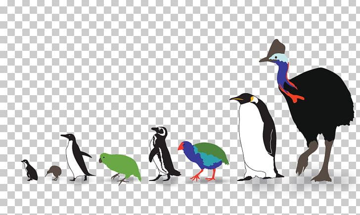 Beak Flightless Bird Flightless Cormorant Goose PNG, Clipart, Anatidae, Animals, Beak, Bird, Copyright Free PNG Download