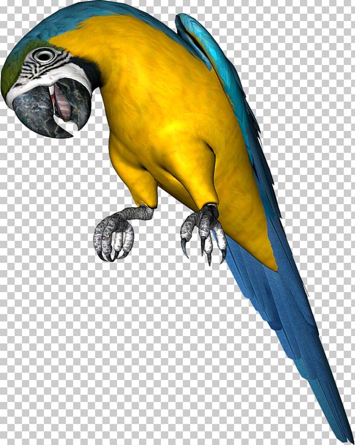 Budgerigar Parrot Bird Parakeet PNG, Clipart, 3 D Paint, Animals, Beak, Bird, Blueandyellow Macaw Free PNG Download