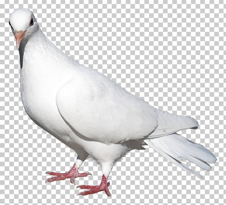Domestic Pigeon Columbidae Bird Release Dove PNG, Clipart, Animals, Background White, Beak, Black White, Encapsulated Postscript Free PNG Download