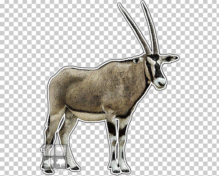 Gemsbok Antelope Deer Hyena Gazelle PNG, Clipart,  Free PNG Download