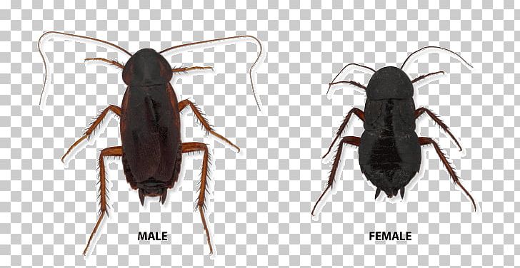 German Cockroach Indiana Insect Oriental Cockroach PNG, Clipart, Animals, Arthropod, Baby, Beetle, Blattodea Free PNG Download