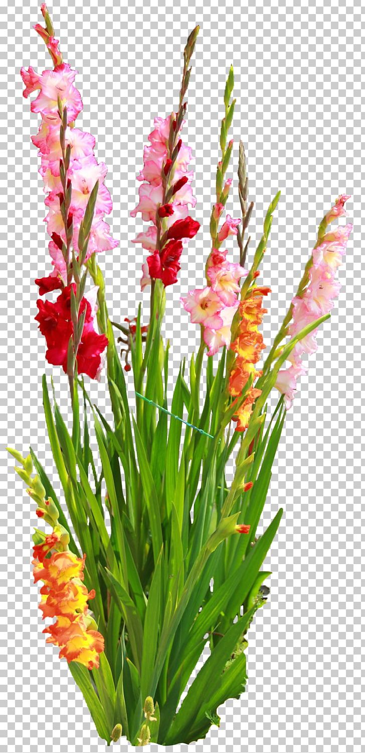 Gladiolus Cut Flowers Bulb Floral Design PNG, Clipart, Aquarium Decor, Blog, Bulb, Cultivar, Cut Flowers Free PNG Download