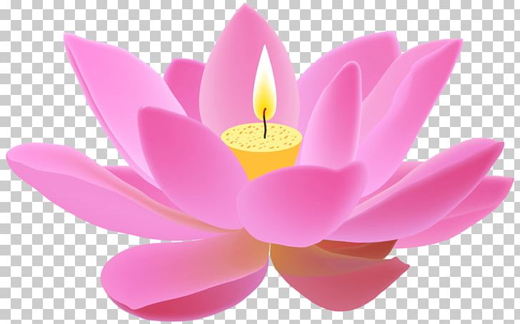 Nelumbo Nucifera Proteales PNG, Clipart, Aquatic Plant, Desktop Wallpaper, Drawing, Egyptian Lotus, Flower Free PNG Download