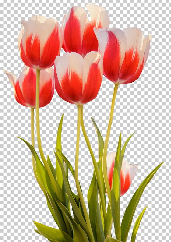 Pink Flowers Tulip Rose Desktop PNG, Clipart, Artificial Flower, Bud, Cut Flowers, Desktop Wallpaper, Floral Design Free PNG Download