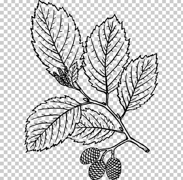 Red Alder Leaf PNG, Clipart, Alder, Alnus Acuminata, Artwork, Black And White, Botany Free PNG Download