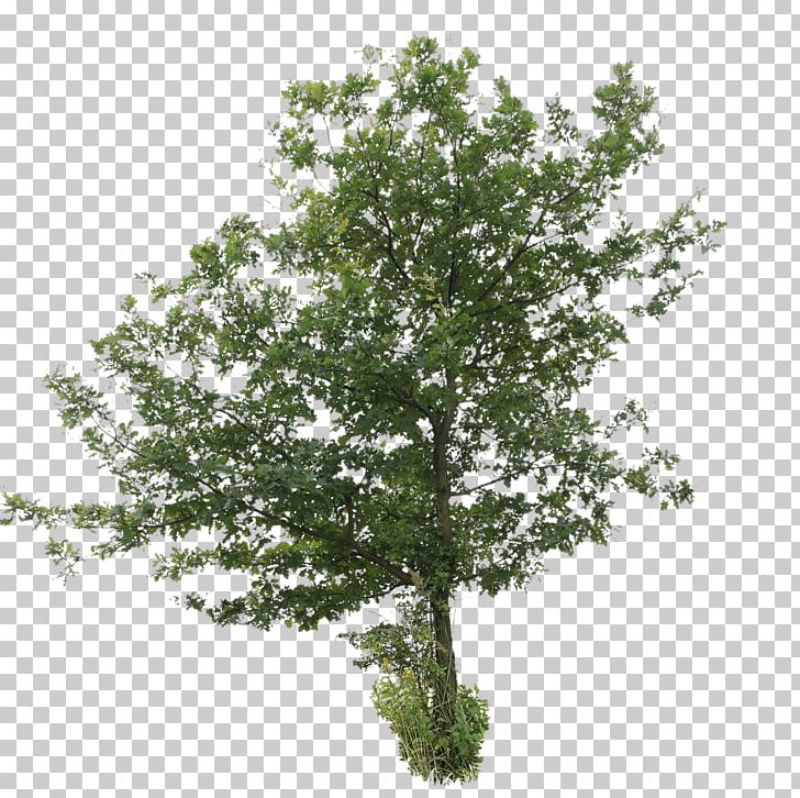 Broad-leaved Tree Oak Deciduous Shrub PNG, Clipart, Birch, Branch, Broadleaved Tree, Car Trunk, Deciduous Free PNG Download