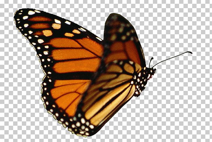 Monarch Butterfly Insect Butterfly Gardening Menelaus Blue Morpho PNG, Clipart, Animal, Arthropod, Blue Morpho Butterfly, Brush Footed Butterfly, Butterflies And Moths Free PNG Download