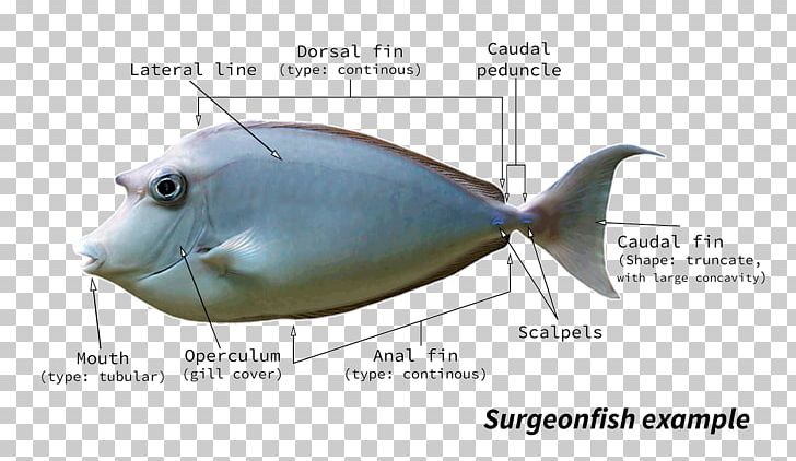 Pufferfish Fugu Fish Anatomy PNG, Clipart, Anatomy, Animals, Dissection, Dwarf Pufferfish, Ecosystem Free PNG Download