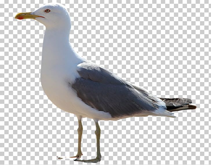 The Seagull Icon PNG, Clipart, Animal, Animals, Beak, Bird, Charadriiformes Free PNG Download
