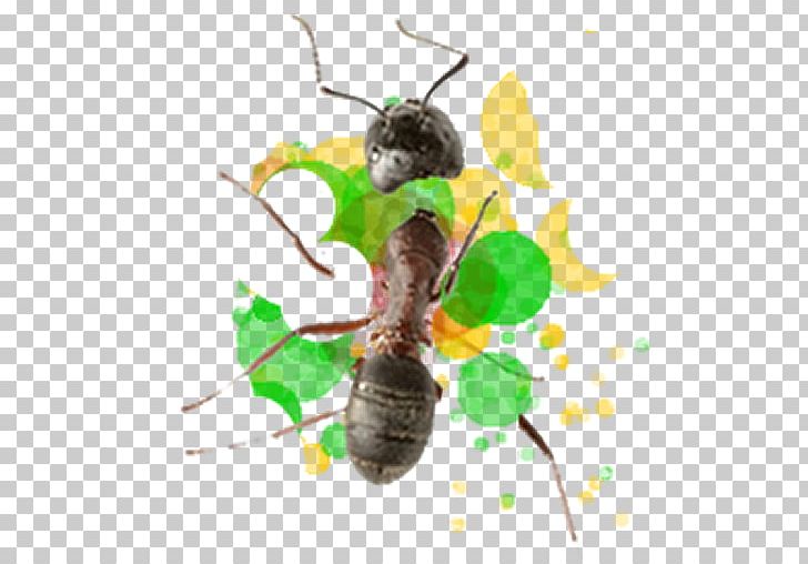 Bee Insect PNG, Clipart, Arthropod, Bee, Fly, Fly Coin, Insect Free PNG Download