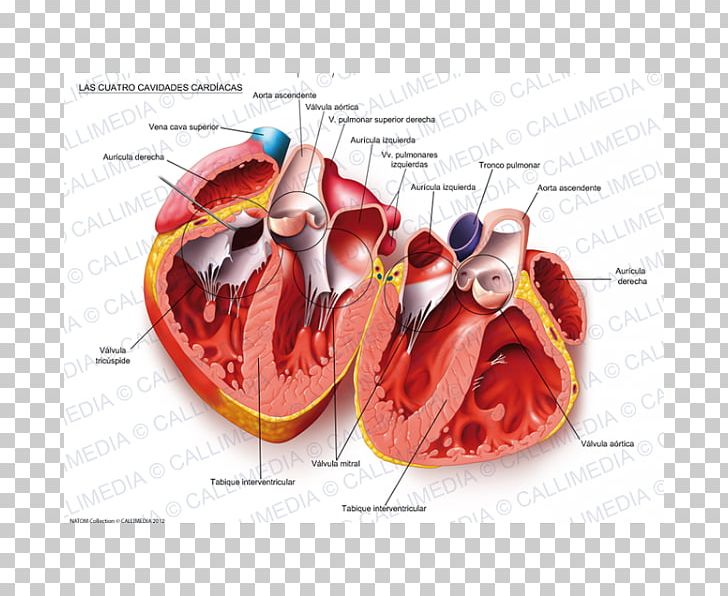 Heart Body Cavity Circulatory System Anatomy Cardiovascular Disease PNG, Clipart,  Free PNG Download